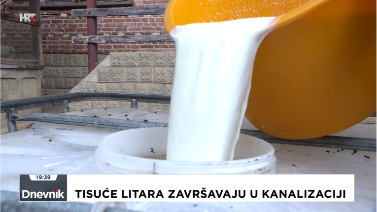 Moraju prolijevati mlijeko: Ovčari zbog kuge trpe goleme gubitke