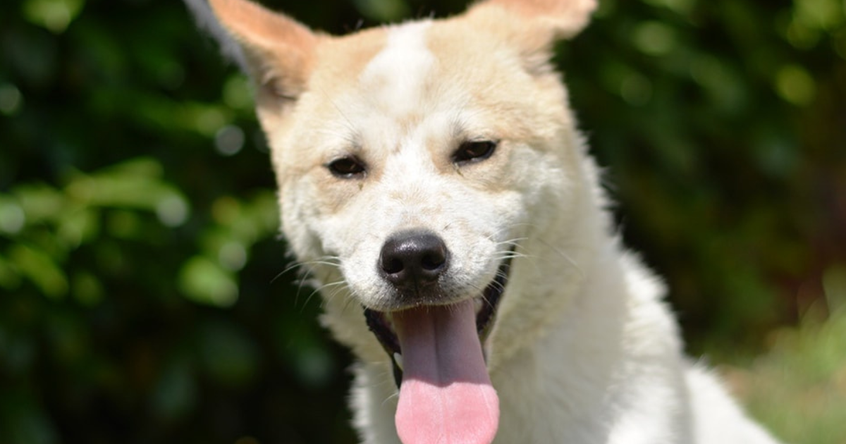 Tony je jako zaigran i obožava šetnje. U Dumovcu nestrpljivo čeka svoj zauvijek dom