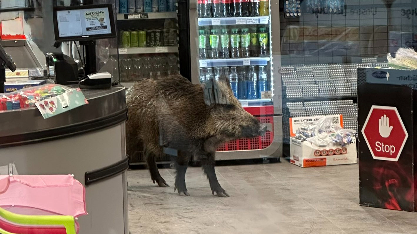 Vepar tri sata šetao šoping-centrom u Berlinu