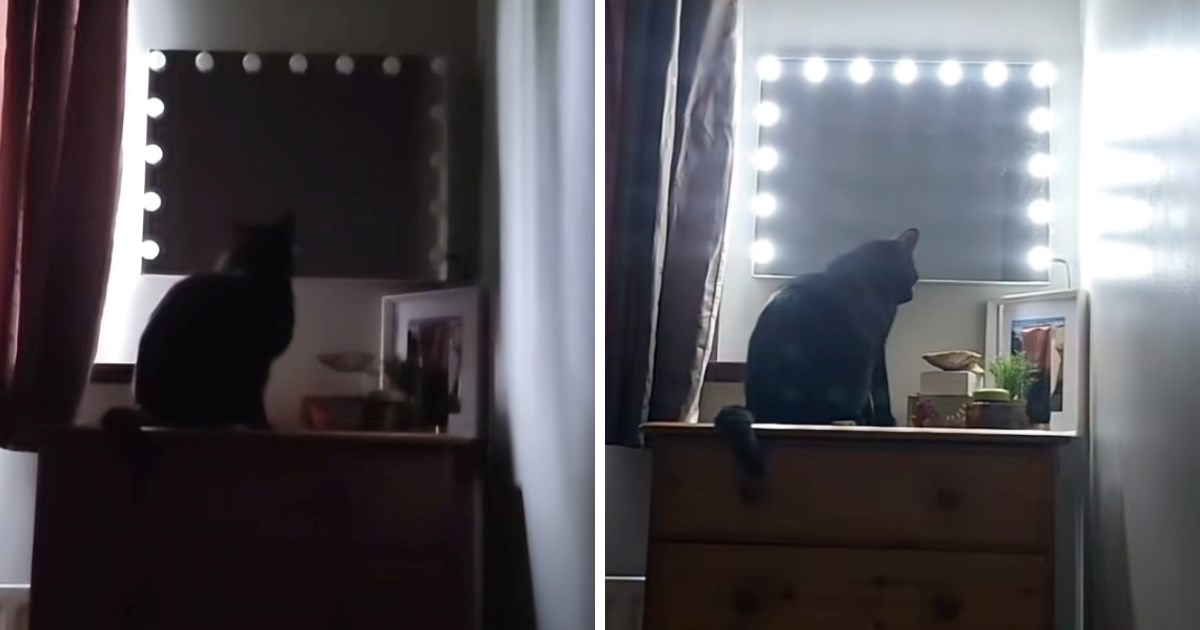 Mačak svako jutro budi vlasnicu posebnom metodom. Nema šanse da nastavi spavati