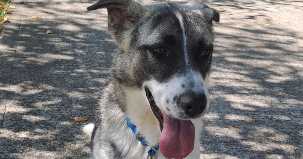 Urio je svoju prvu godinu života proveo u skloništu. Pomozimo da se to promijeni