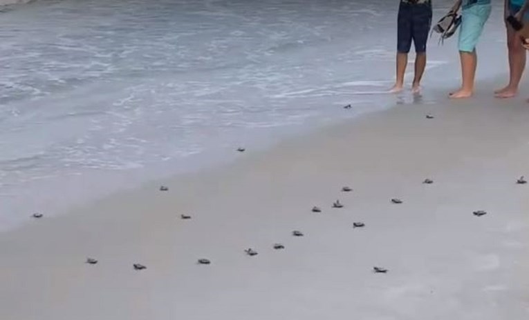 Snimka slatkih bića na plaži mnoge iznenadila: "Nisam mislio da su toliko mala"