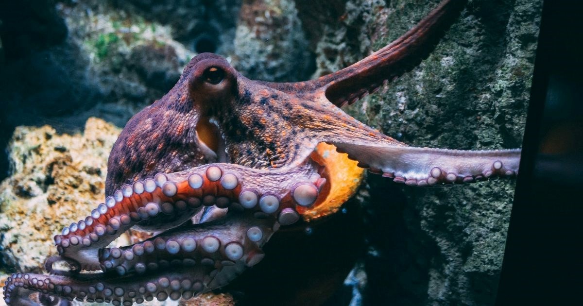 Neobičan dvojac: Znanstvenici snimili hobotnicu koja se "vozi" na leđima morskog psa