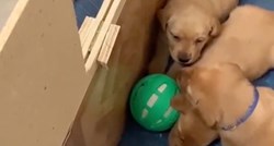 Kujica svojim štencima donijela loptu za igru, ali na jednu stvar nije računala