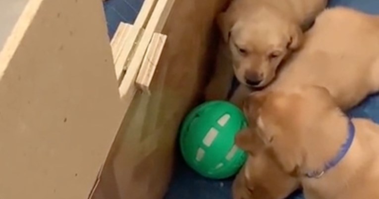 Kujica svojim štencima donijela loptu za igru, ali na jednu stvar nije računala