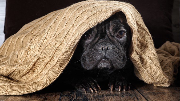 Saznajte 10 najčešćih psećih strahova i podijelite s nama svoja iskustva