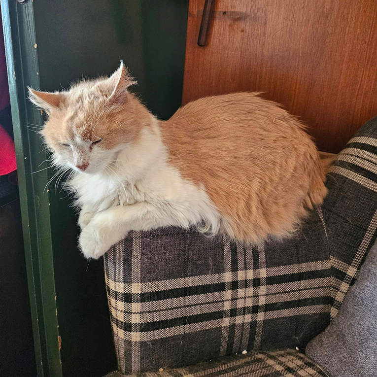 Traži se dom za 19-godišnju mačku nakon smrti vlasnice