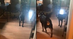 Pas je pomogao prijatelju da pobijedi neobičnu fobiju, prizor je raznježio internet