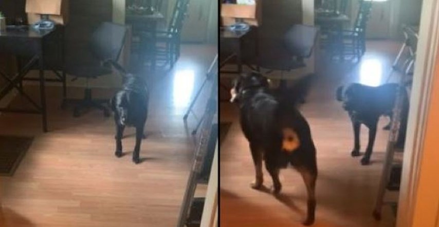 Pas je pomogao prijatelju da pobijedi neobičnu fobiju, prizor je raznježio internet