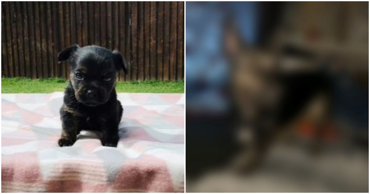 Djevojka kupila štene francuskog buldoga, nije mogla vjerovati u što se pretvorilo