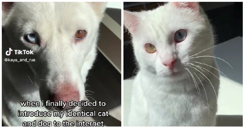 Ovaj pas i mačka postali su hit na TikToku, nije teško vidjeti zašto