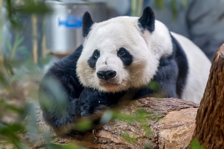 Jedine velike pande u Britaniji vraćene u Kinu