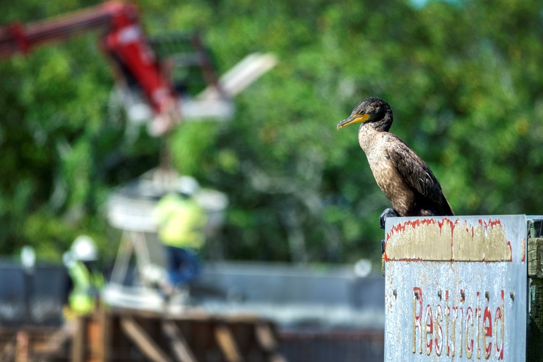 Ozlijeđeni kormoran potražio pomoć u njemačkoj bolnici, kucao kljunom u staklo