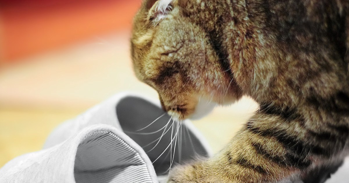 Veterinar: Najveća greška koju vlasnici rade kada ulove mačku da mokri izvan pijeska