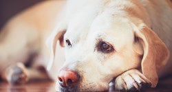 Koji su uzroci povraćanja kod psa i kako mu pomoći?