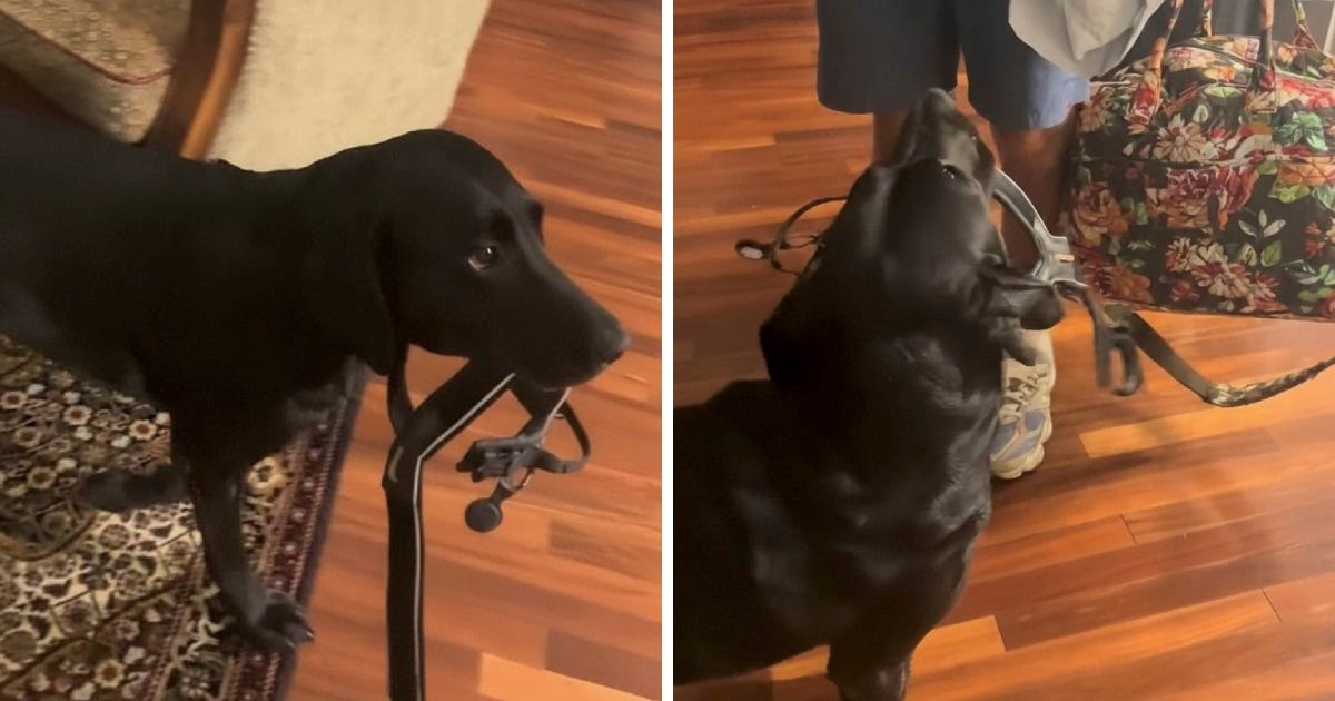 Labrador mislio da vlasnici idu na put zbog njega. Ono što je učinio topi srca