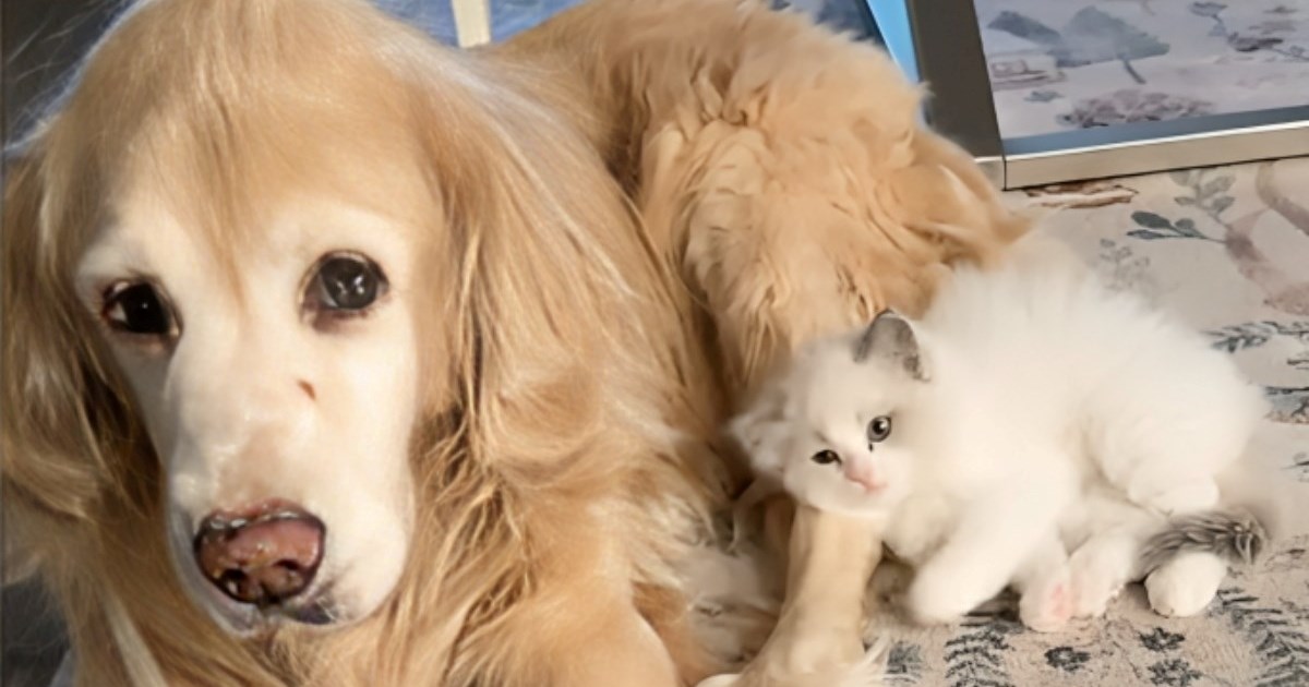 Zlatni retriver i mačić postali su najbolji prijatelji, video topi srca