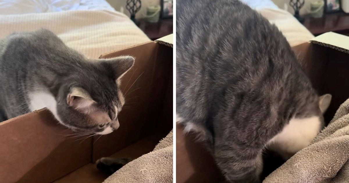 Prizor koji slama srca: Mačka se posljednji put oprostila od najbolje prijateljice