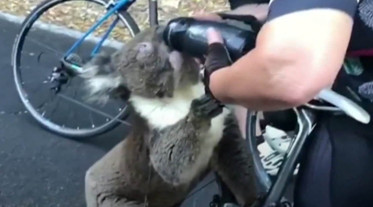 "Nikada nismo vidjeli ovako nešto": Koala prišla biciklistima i tražila vodu