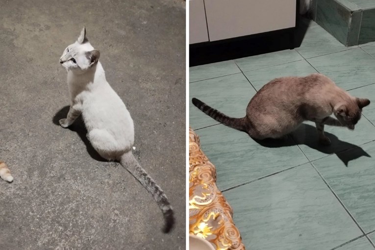 Žena udomila bijelog mačića, evo kako njezin ljubimac izgleda danas