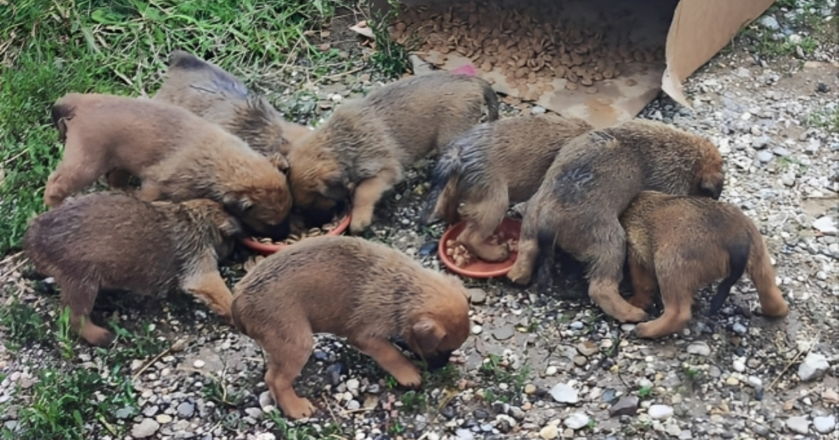 Netko je ostavio osam štenaca u kutiji iza vatrogasnog doma u Ivanjoj Reci