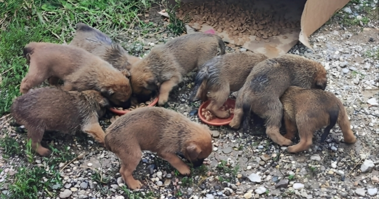 Netko je ostavio osam štenaca u kutiji iza vatrogasnog doma u Ivanjoj Reci