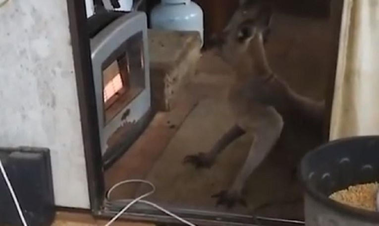 Australac se vratio kući, iznenadio ga prizor ispred grijalice: "Bilo mu je zima"