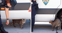 Ovaj splitski mačak obožava policiju. Čim se pojavi kombi, evo i njega