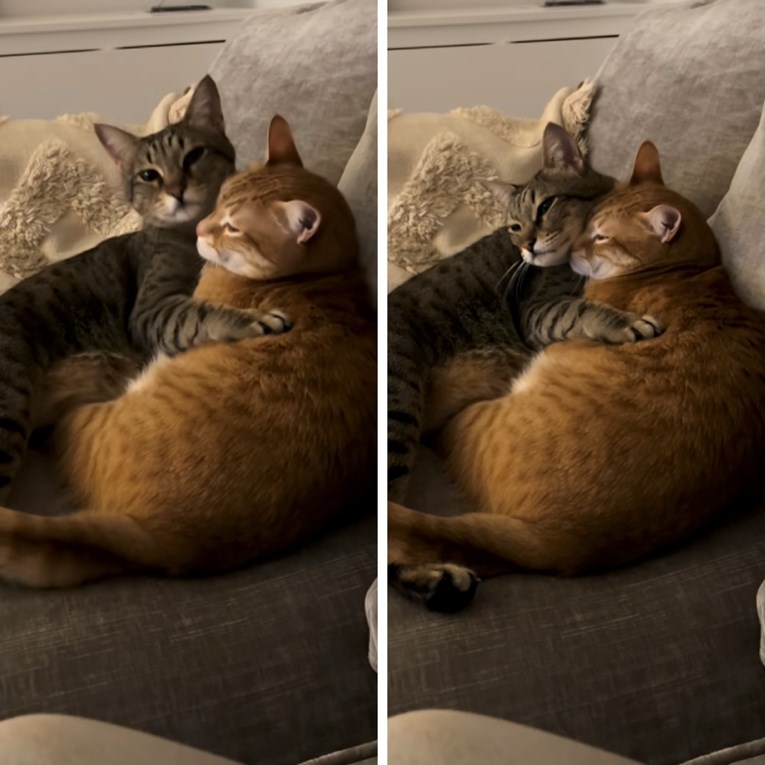 Netko ih je ostavio u kutiji na cesti, sada zajedno uživaju u svom domu