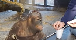 Svojom reakcijom na mađioničarski trik, ovaj orangutan je postao pravi hit