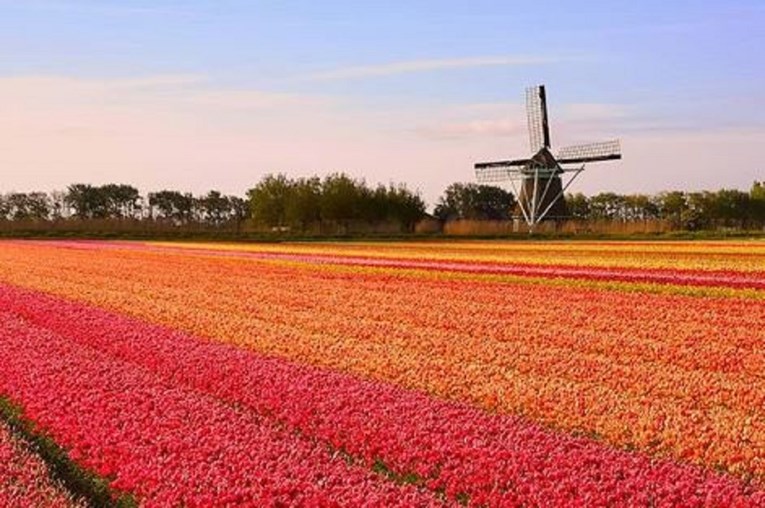 Nizozemci uništavaju milijune tulipana dnevno: "To je jedino što nam preostaje"
