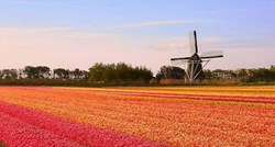 Nizozemci uništavaju milijune tulipana dnevno: "To je jedino što nam preostaje"
