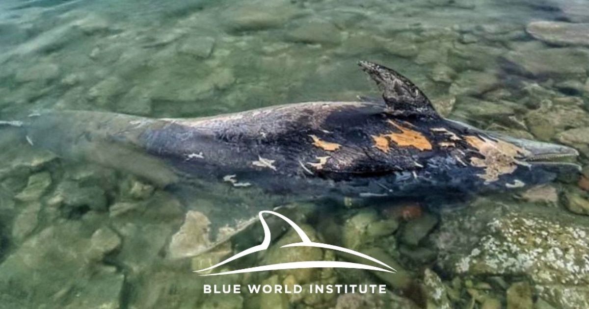 Tužan kraj dupinke Skaline iz rijeke Jadro: Uginula nakon smrti mladunčeta