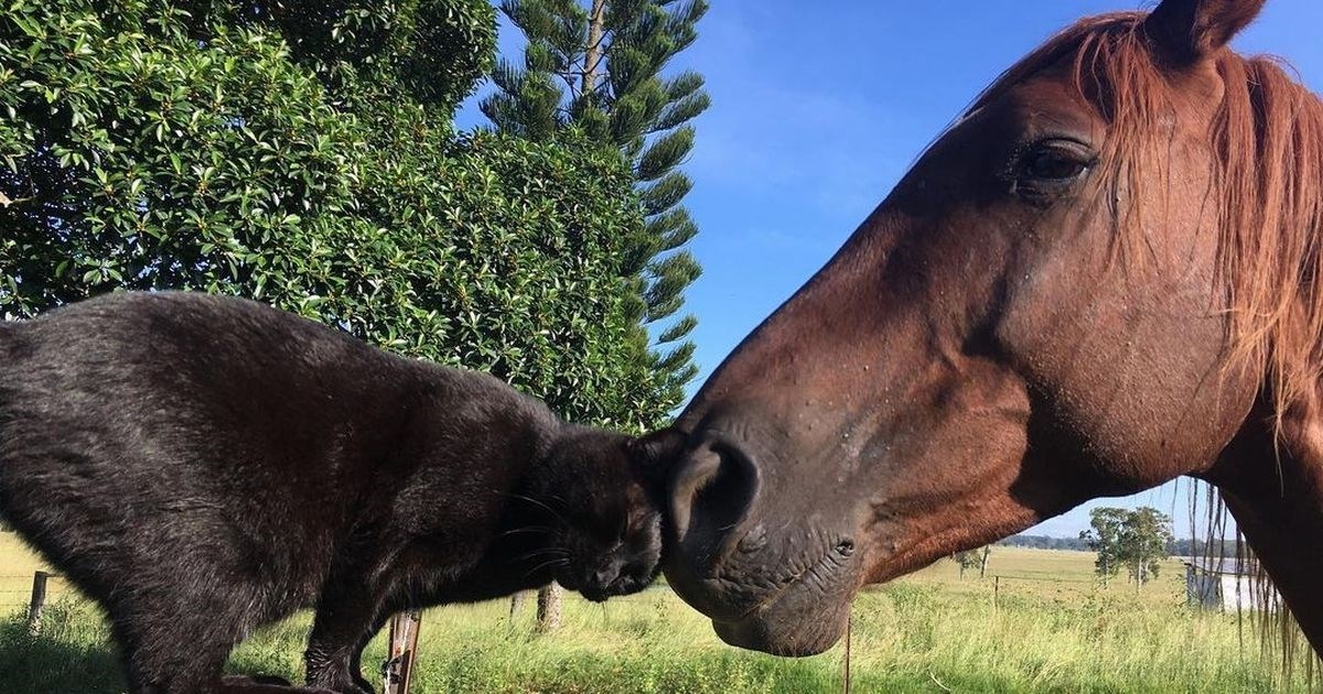 Neobičan par: Mačak Morris i konj Champy najbolji su prijatelji