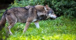 Napokon uočena vučica iz Osijeka, otkriveno zašto je još nisu ulovili