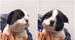 Vlasnik pokazao kako je njegov pas izgledao nakon što je pokušao progutati pčelu