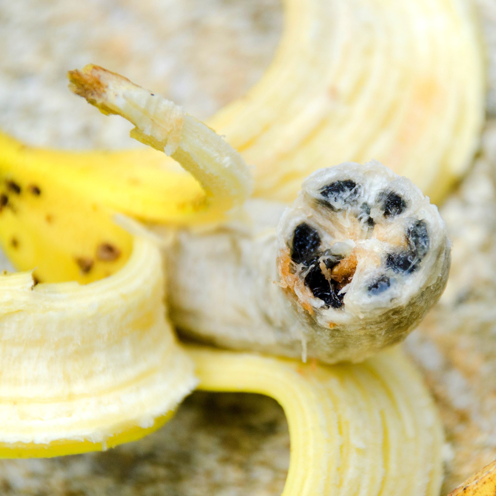 Banane koje danas jedemo prilagođene su našim željama - evo kakve su prije bile