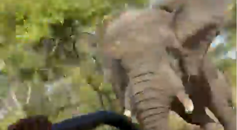 VIDEO Slon naganjao ljude na safariju u Zambiji, ubio turisticu. Napad je snimljen