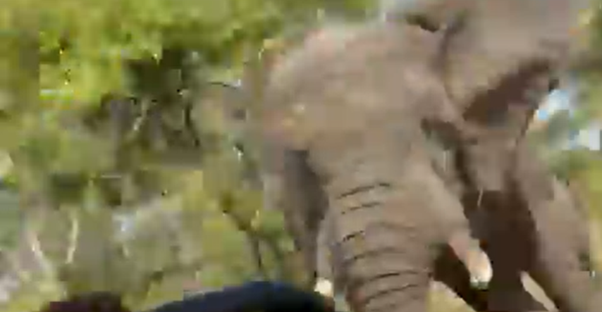 VIDEO Slon naganjao ljude na safariju u Zambiji, ubio turisticu. Napad je snimljen