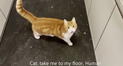 Mačka naučila susjede da joj pomognu kad želi doći do stana liftom
