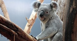 U austrijskom zoološkom vrtu uginula koala