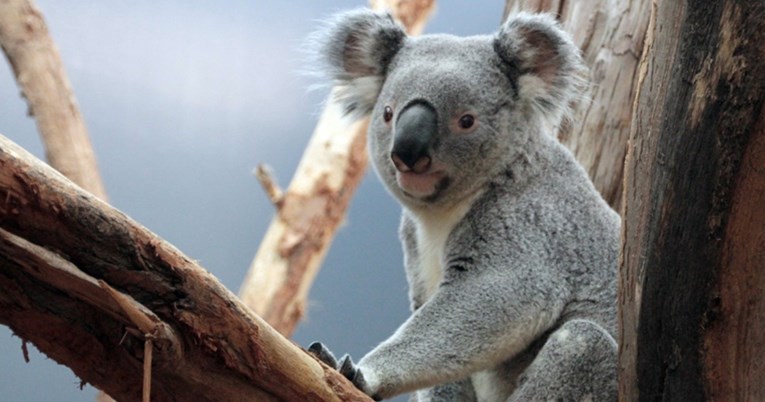U austrijskom zoološkom vrtu uginula koala