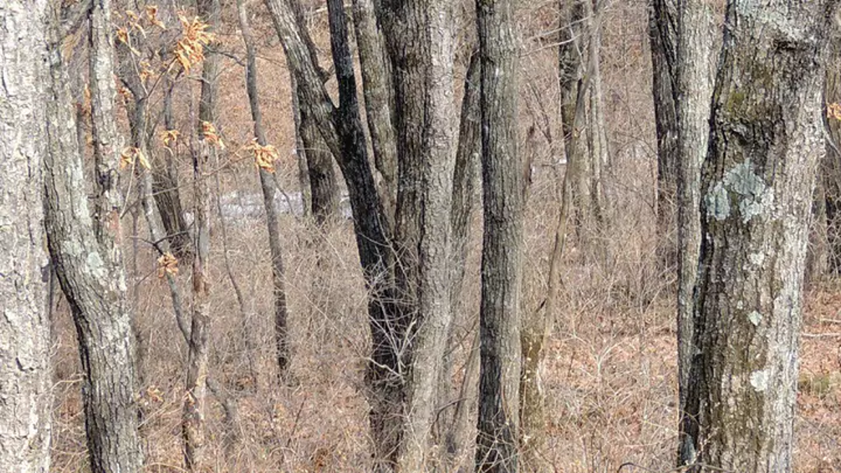 Ljudi ne mogu uočiti leoparda na ovoj fotografiji, pitaju se ima li ga uopće