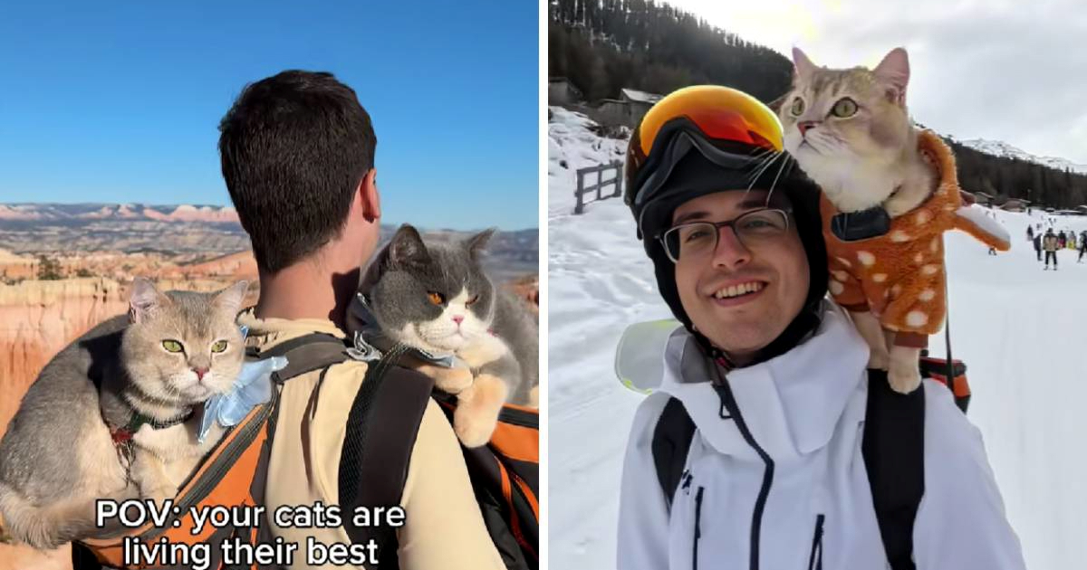 Tip putuje svijetom sa svojim mačkama. Bili su na skijanju, planinarenju...