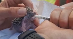 Azil Dumovec objavio snimku ježića koji je ostao bez mame: "Dobar tek, malac"