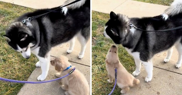 Štene zlatnog retrivera prvi put je susrelo drugog psa i ne može sakriti sreću