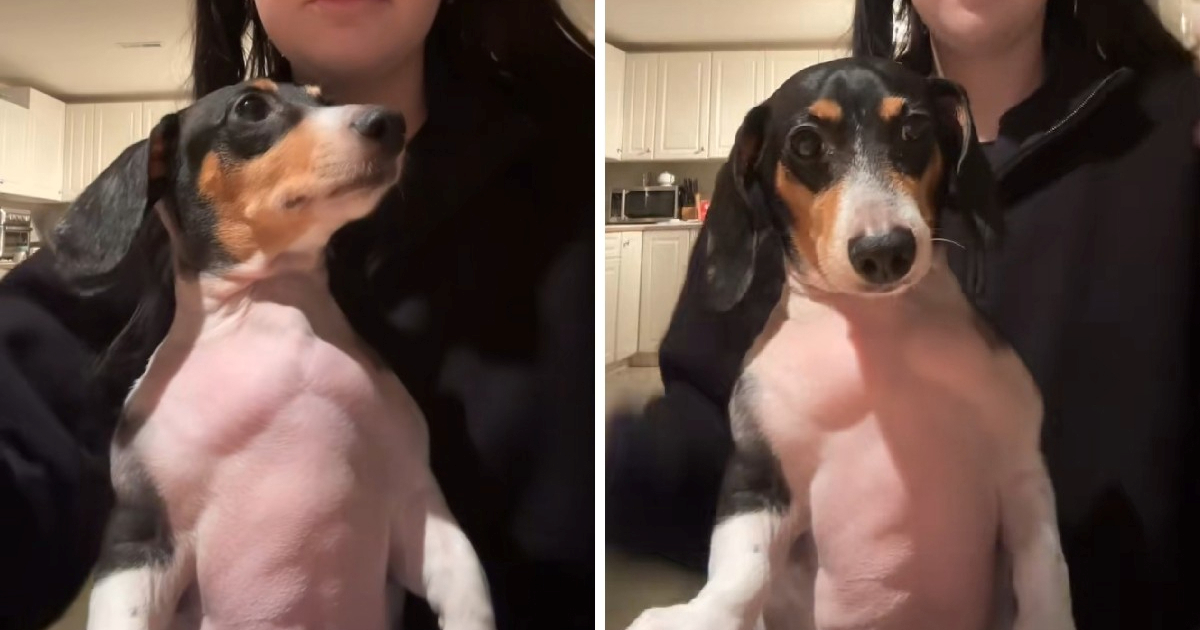 Jazavčar koji ima rijetku bolest postao viralan na TikToku zbog velikih mišića