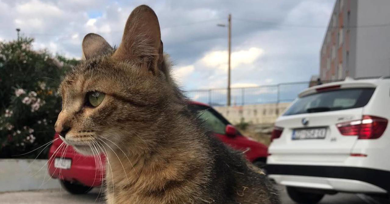 Apel stanara sa splitskog Žnjana: "Ne dirajte skloništa za ulične mačke"