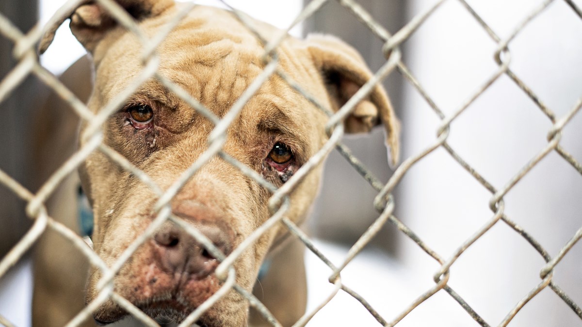 Volonteri Azila Osijek su napisali status koji slama i najtvrđa srca
