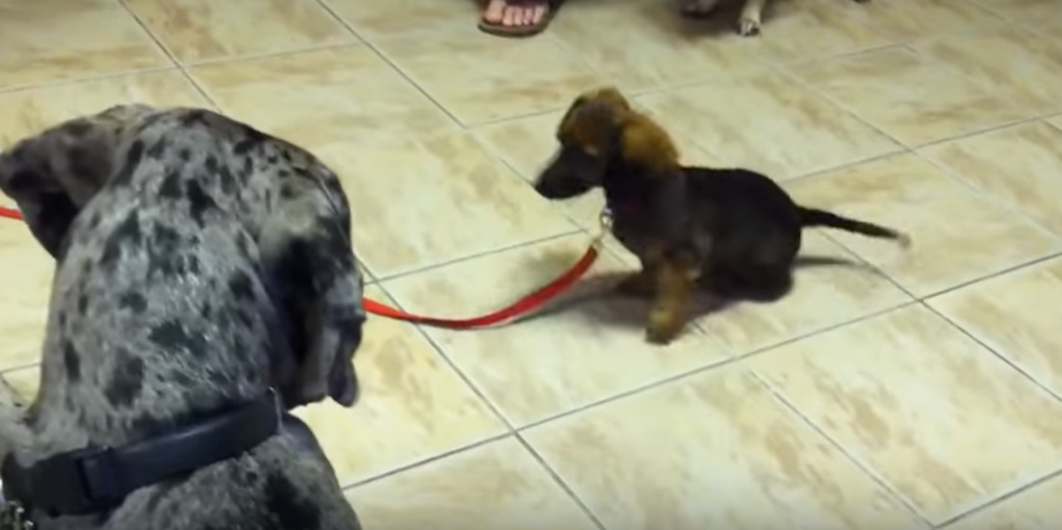 Psić napao ogromnu dogu, ona mu uzvratila na nevjerojatan način